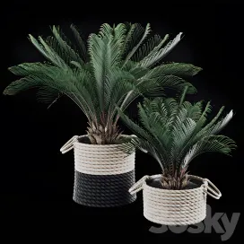 Palms in baskets
